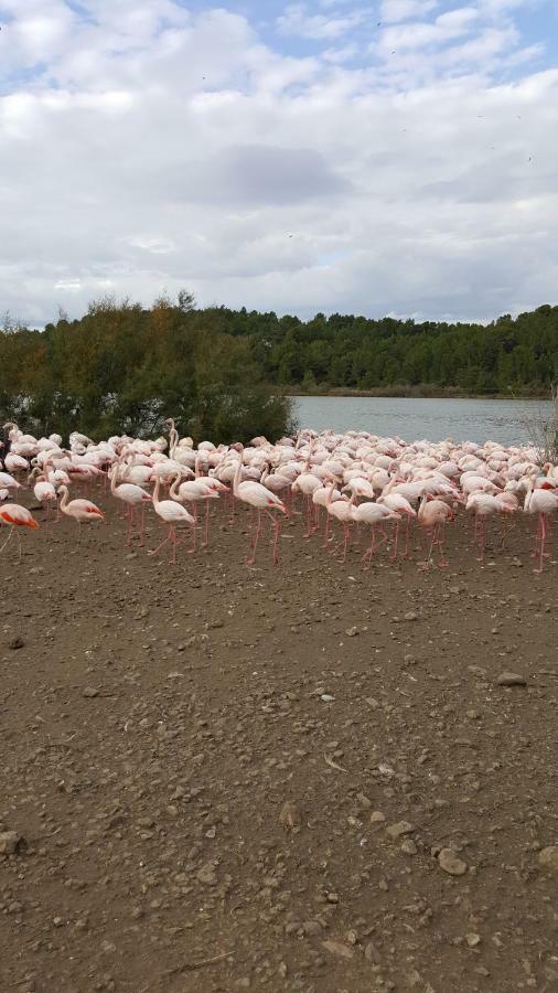 Appartement Le Flamant Rose Port-la-Nouvelle Εξωτερικό φωτογραφία